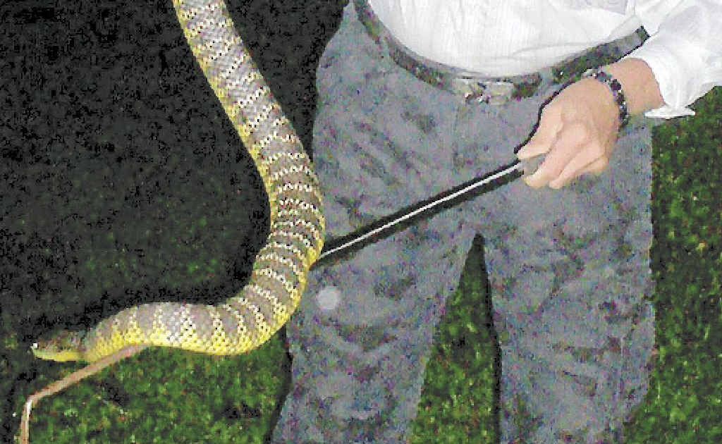 Snake catchers in the region have been busy responding to calls for help as snakes emerge to soak up the warmer weather. Snake catchers in the region have been busy responding to calls for help as snakes emerge to soak up the warmer weather.
